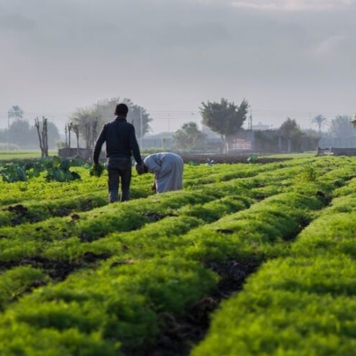 Image of farmers picking a crop