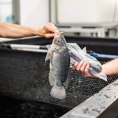 Image of a Tilapia fish being vaccinated