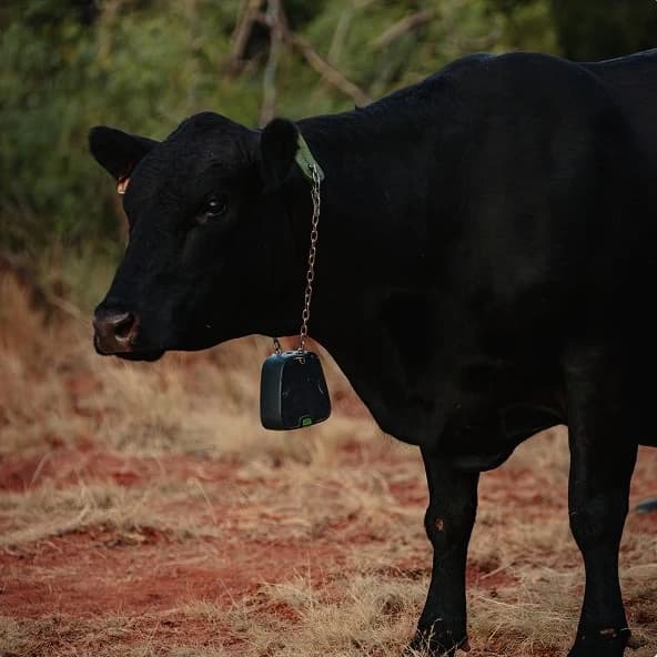 Image of a cow wearing a virtual fencing collar